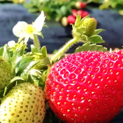 Strawberry Picking at Helderberg Farm